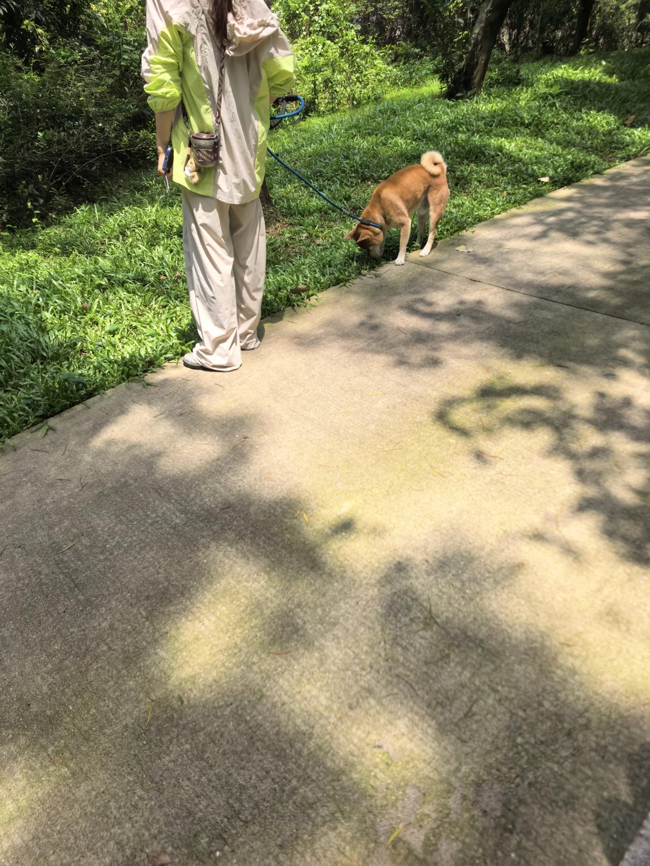 狗随地大小便，就这一点，城市要禁止养狗。