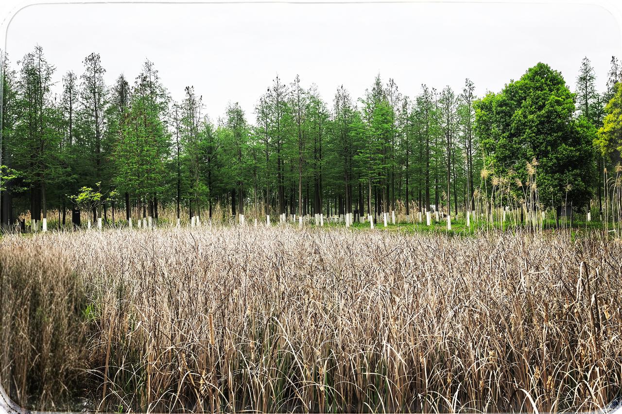 武汉花山河严西湖南岸湿地公园
在武汉的繁华里藏着一片静土，花山河严西湖南岸湿地展