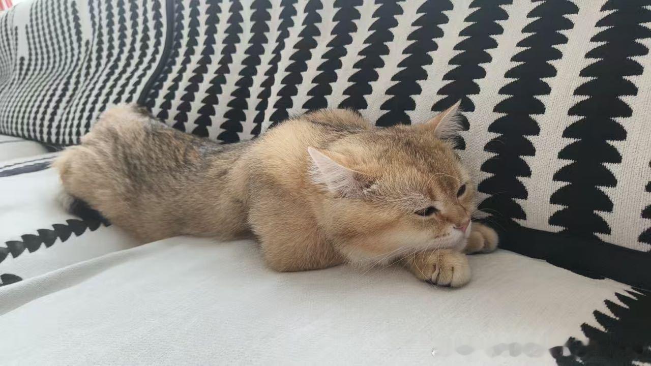 50204【线条猫】 