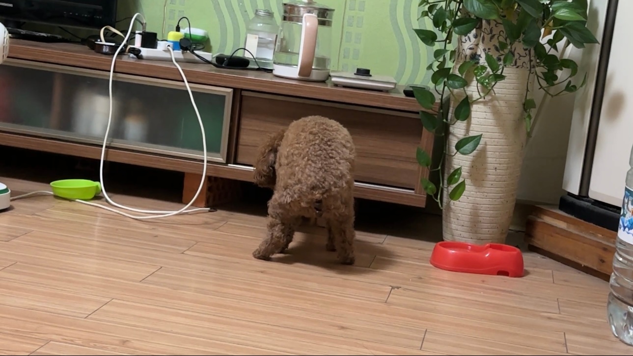无视外界纷扰继续经营自己呆萌生活 