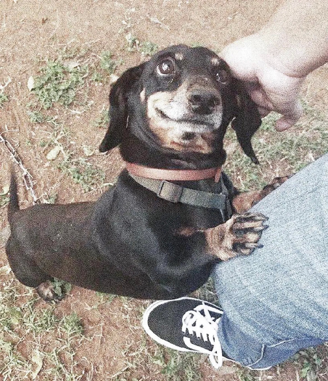 据说，当你深爱一个人的时候，眼神是不会撒谎的，狗狗也一样…