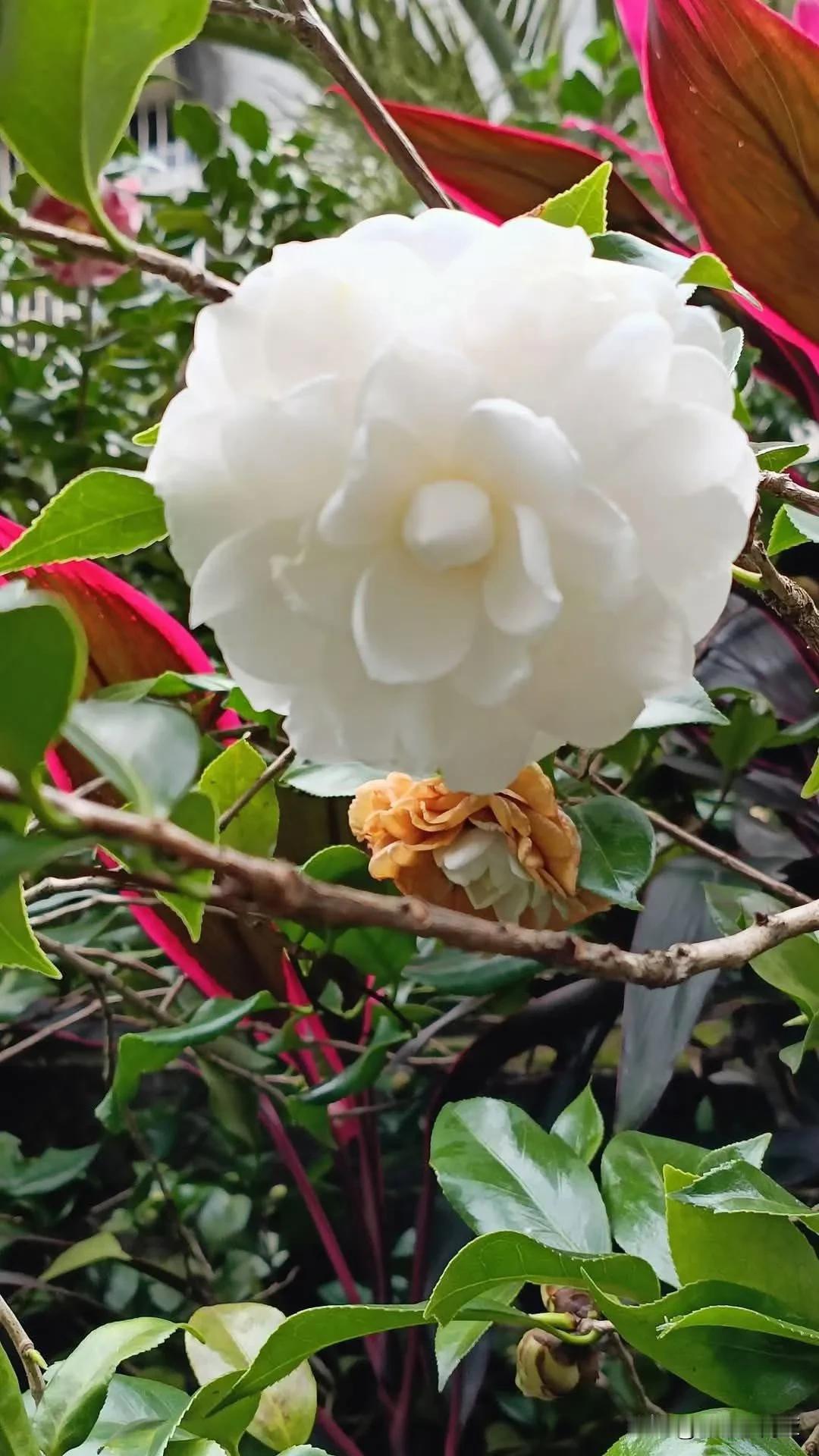 冬日生活记录元旦快乐🌹🌹🌹山茶花