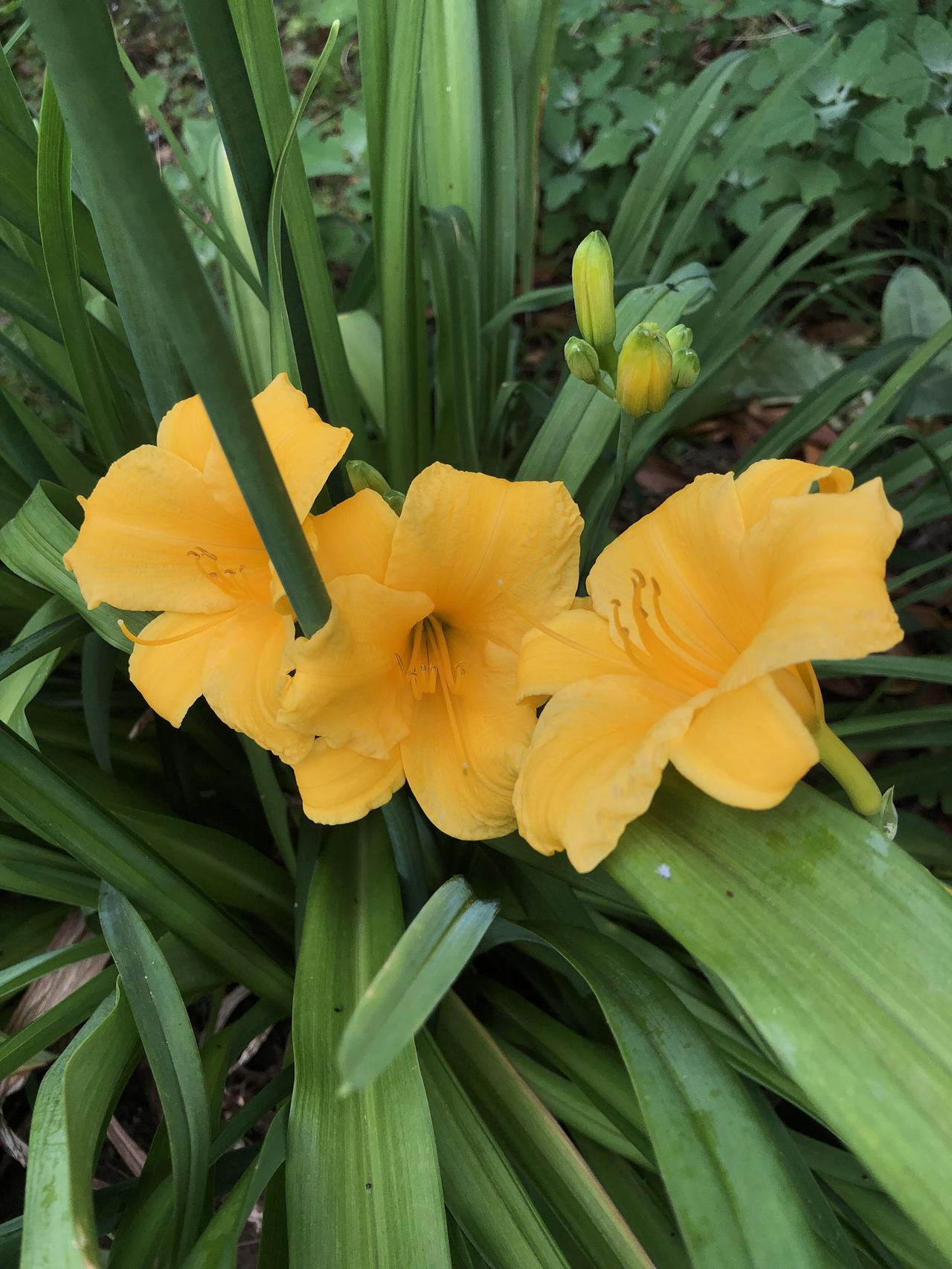 雨后，萱草花儿愈发娇艳欲滴。晶莹的水珠缀在花瓣上，像是六月遗落的泪，又像是晨光里