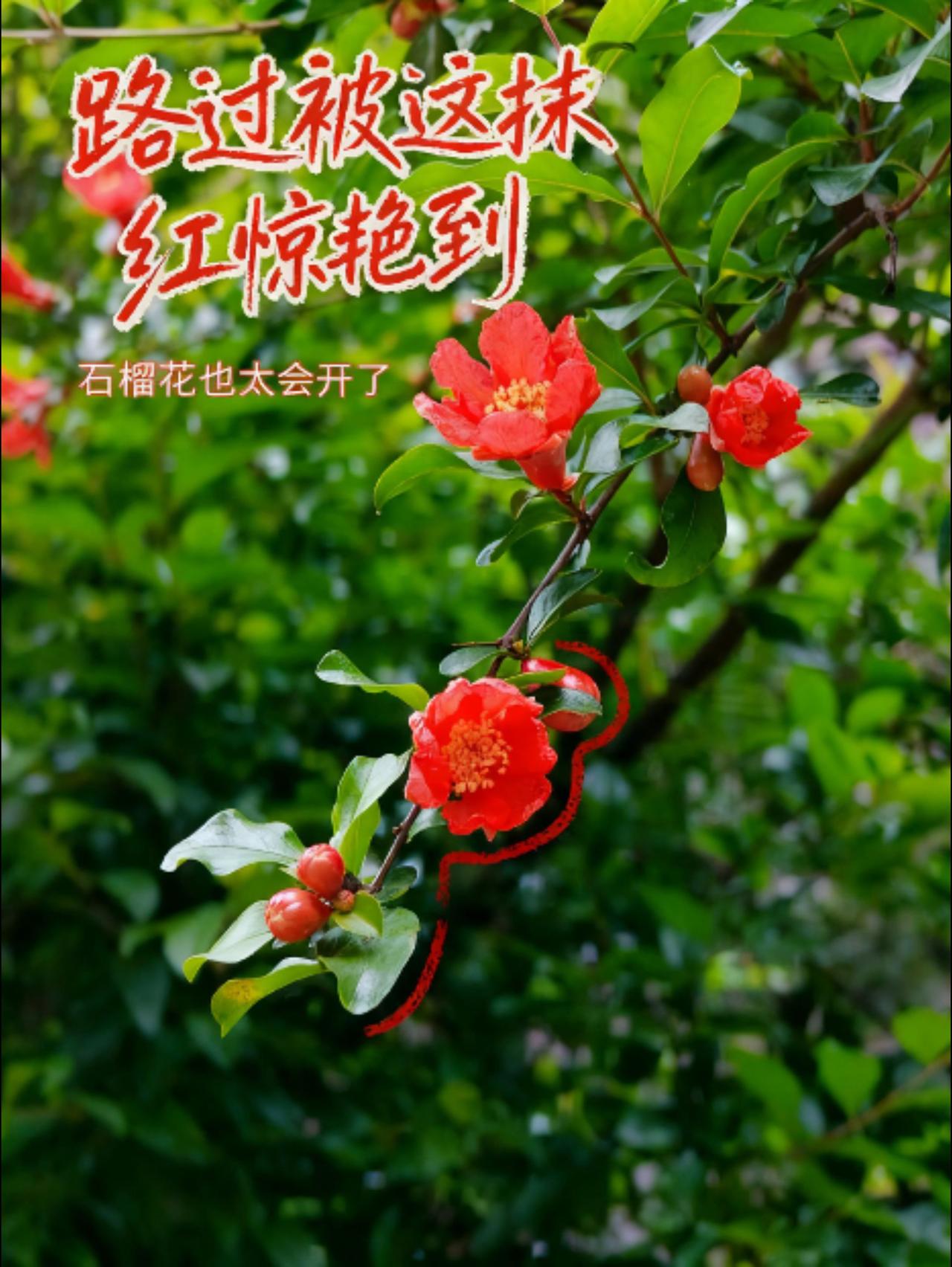 花卉分享