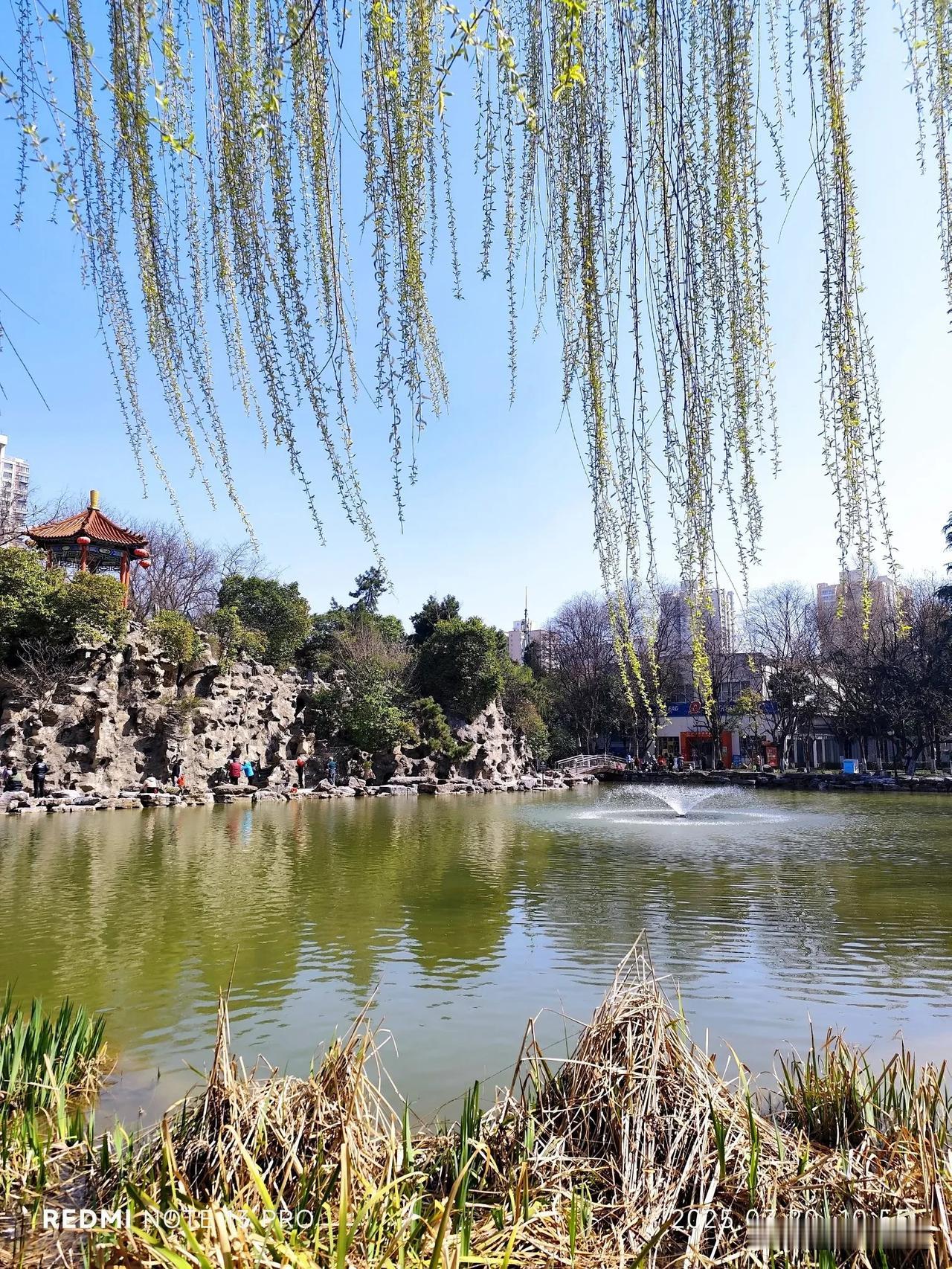 昨天去了西安西郊的这个小公园，只看到了柳绿，但大部分花还没红，是花骨朵儿的状态。