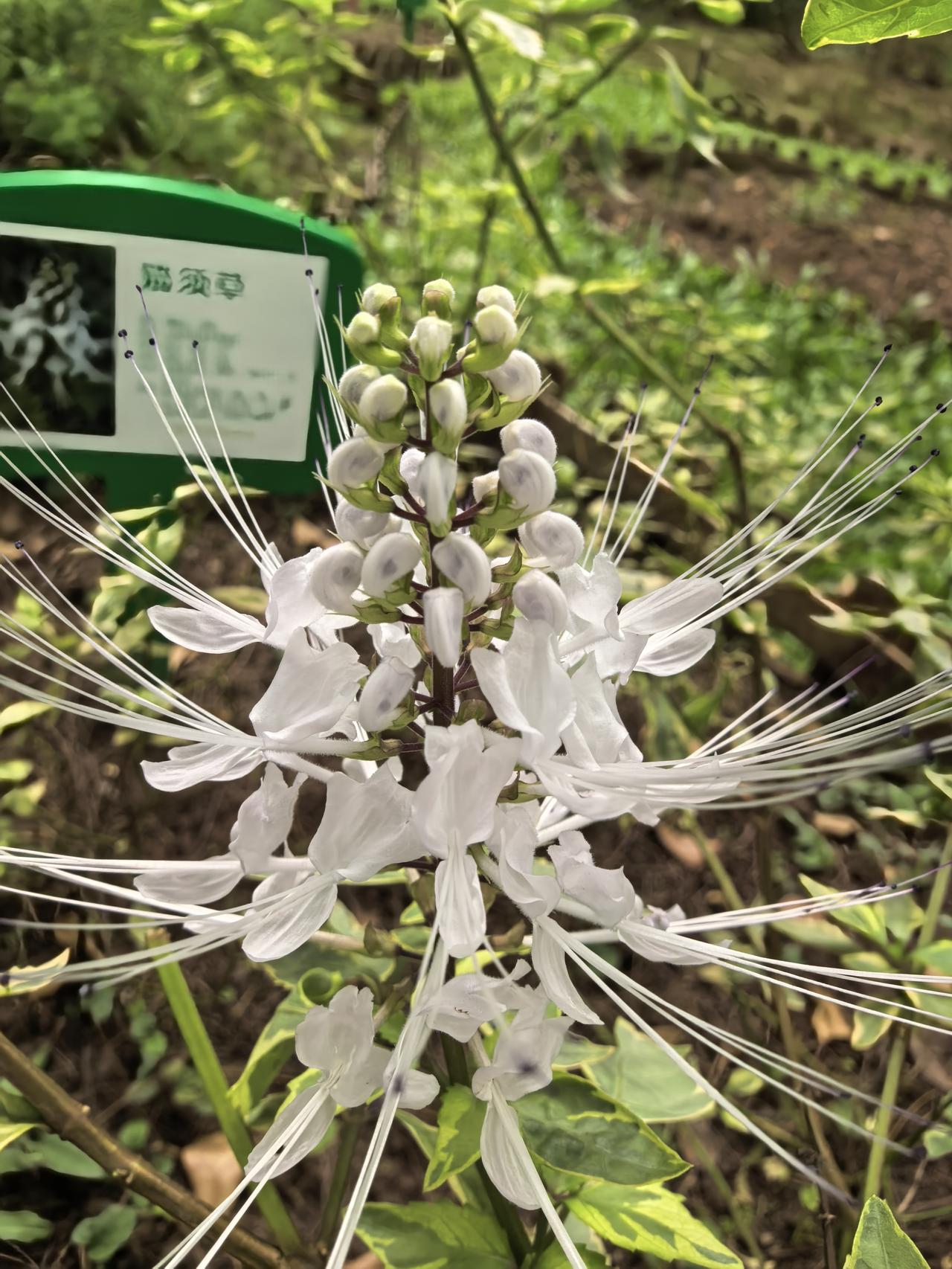 分享一下你随手拍下的照片听说过猫须花，花瓣里申出花蕊很像猫的胡须。今天有幸在笔架