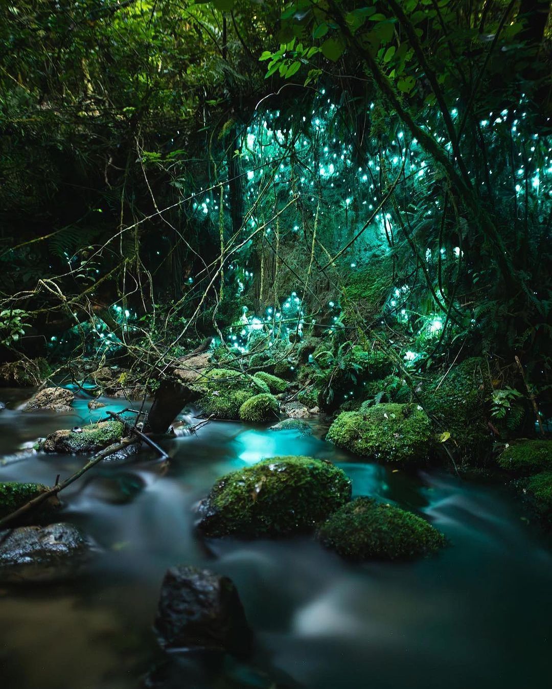 萤火虫 - Jacob Moon#摄影v计划# ​​​