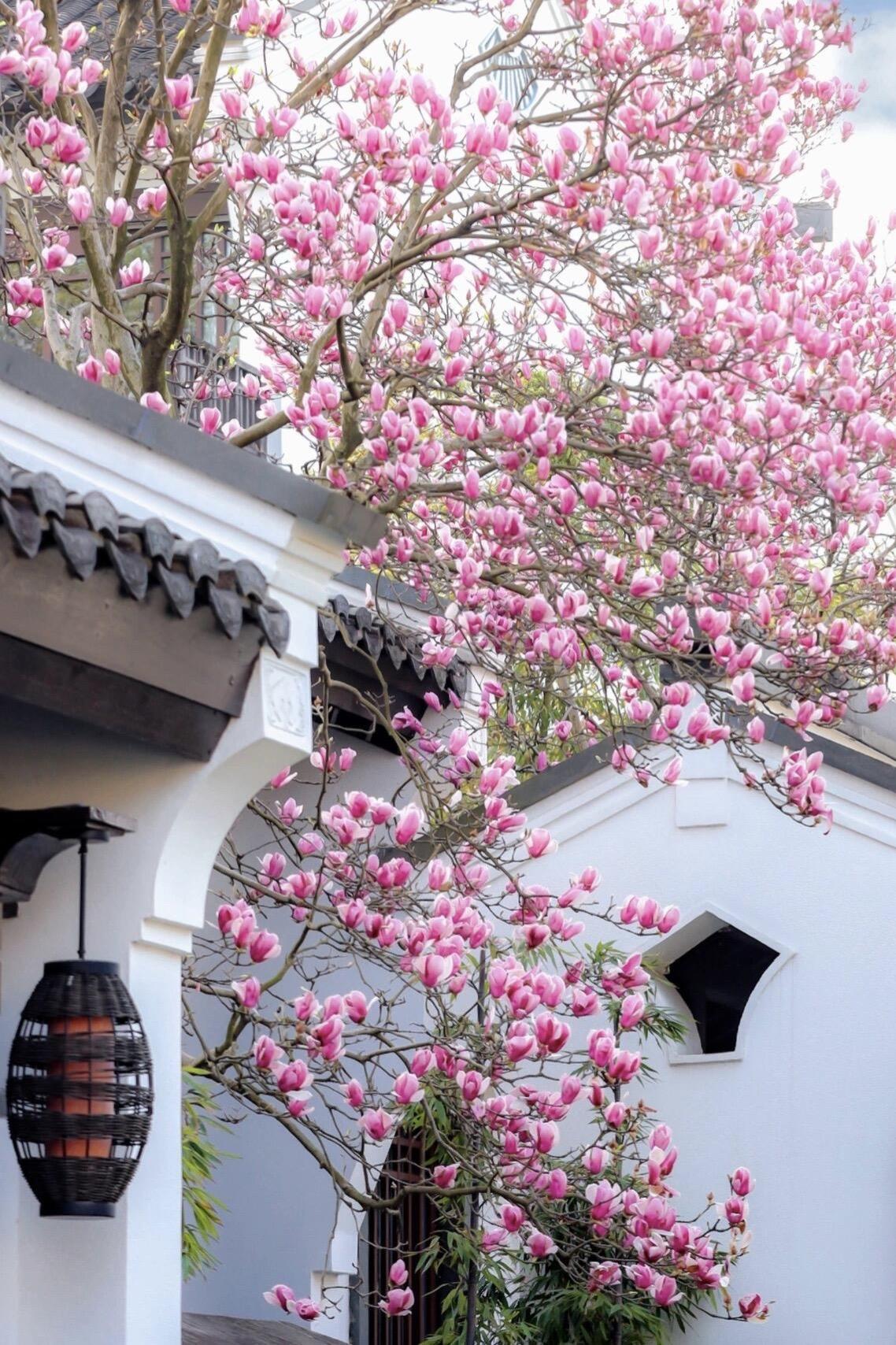 来杭州还挤西湖？本地人才知道的小众旅行。我是猪肝面🐷 杭州土著+拥有...