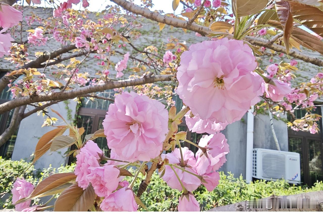 樱花都开了，春天的浪漫这不就来了嘛！在黔江城区黑山大桥附近河堤，约180株染井吉