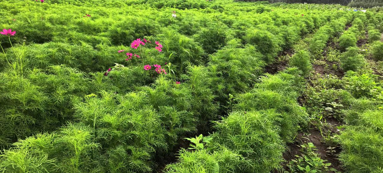 花香透野舞悠扬