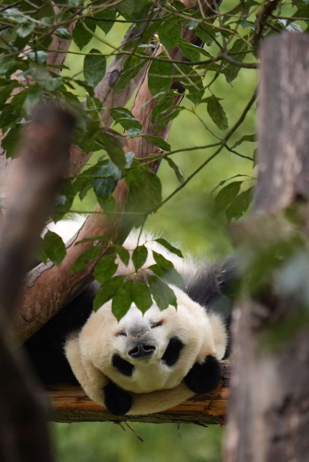 熊猫守护者 🐼森林驿站🌳谁能拒绝软乎乎的国宝小家伙，一举一动自带萌点，憨态可