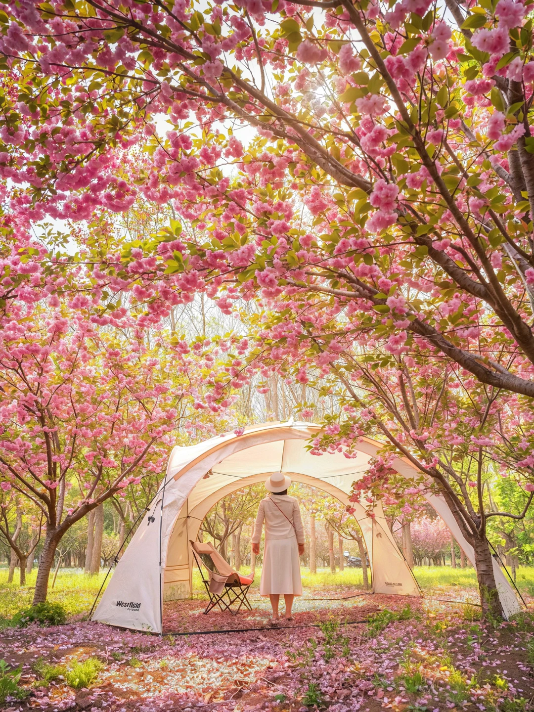 我私藏的宝藏花海露营地🏕️免费❗公交直达❗