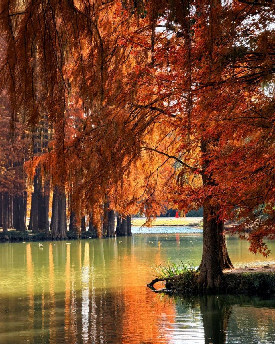 无锡的冬天落羽杉红了 