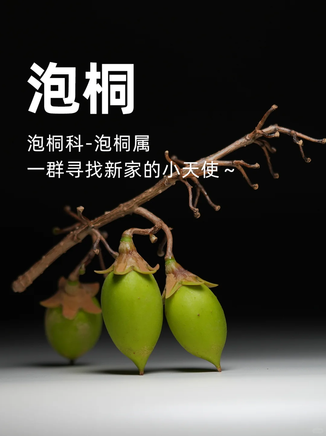 泡桐种子：一群寻找新家的小天使～