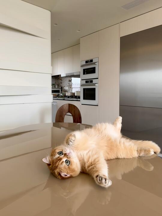 最近都流行小猫“炫腹”么 ❓