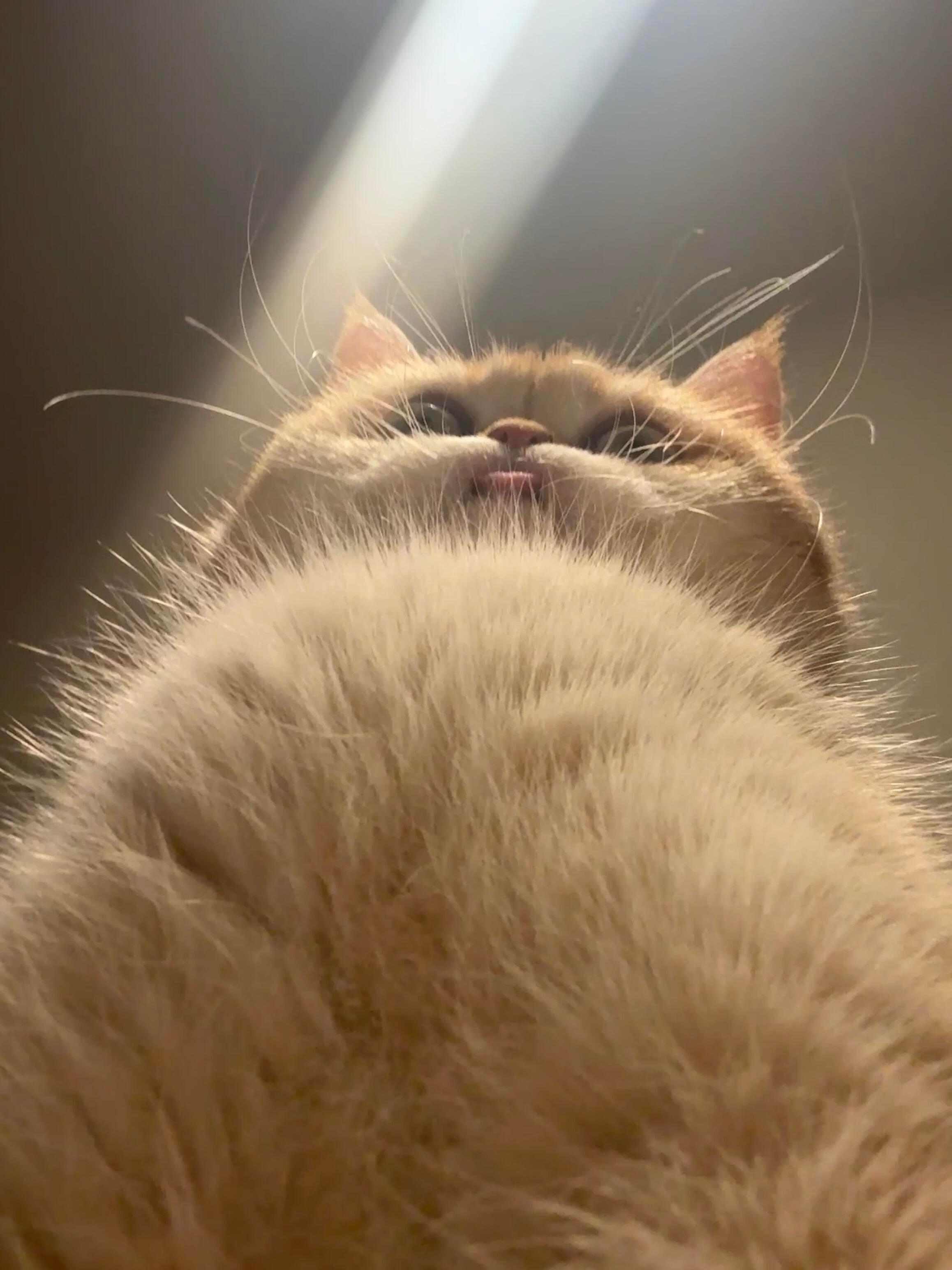 早上好，再不起床把你吃掉喵 