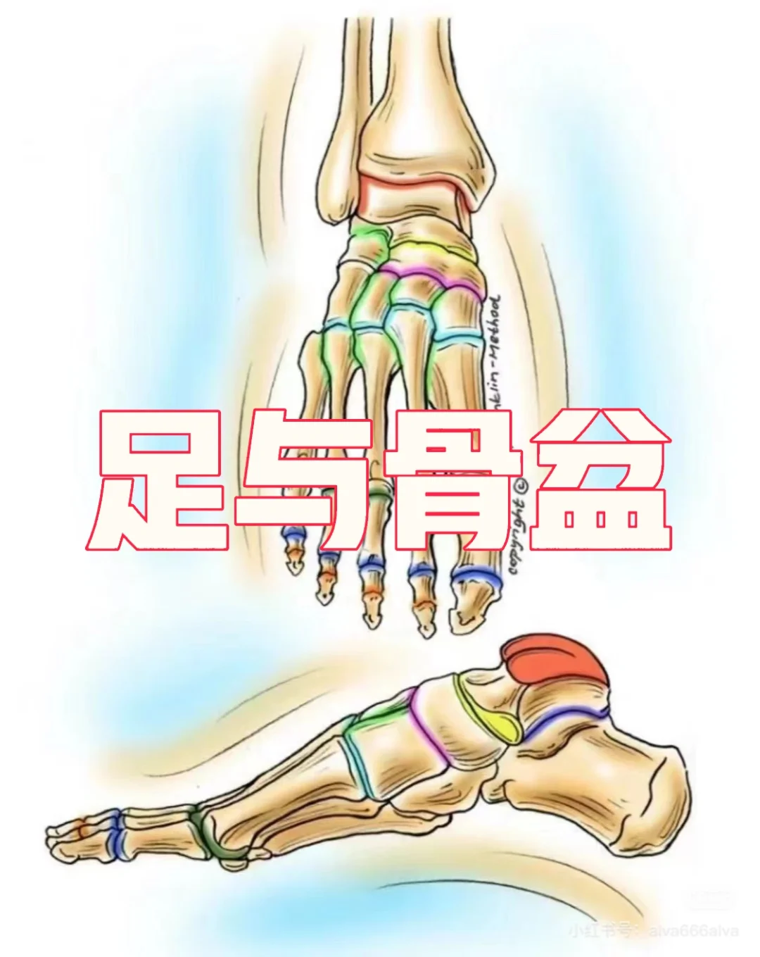 足与骨盆