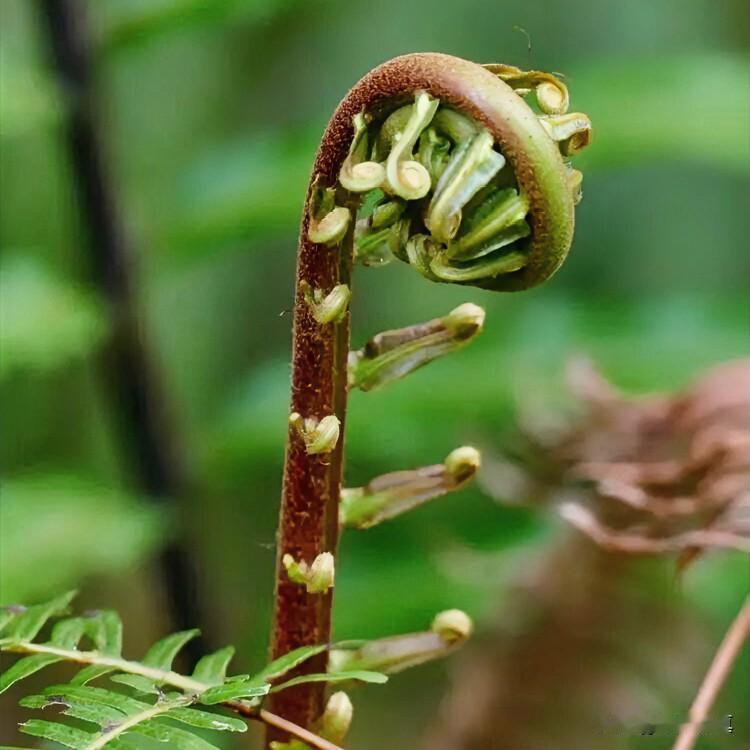0.17 %（干重），达到国际定义的“稀土超富集植物”阈值（≥0.1 %），远超