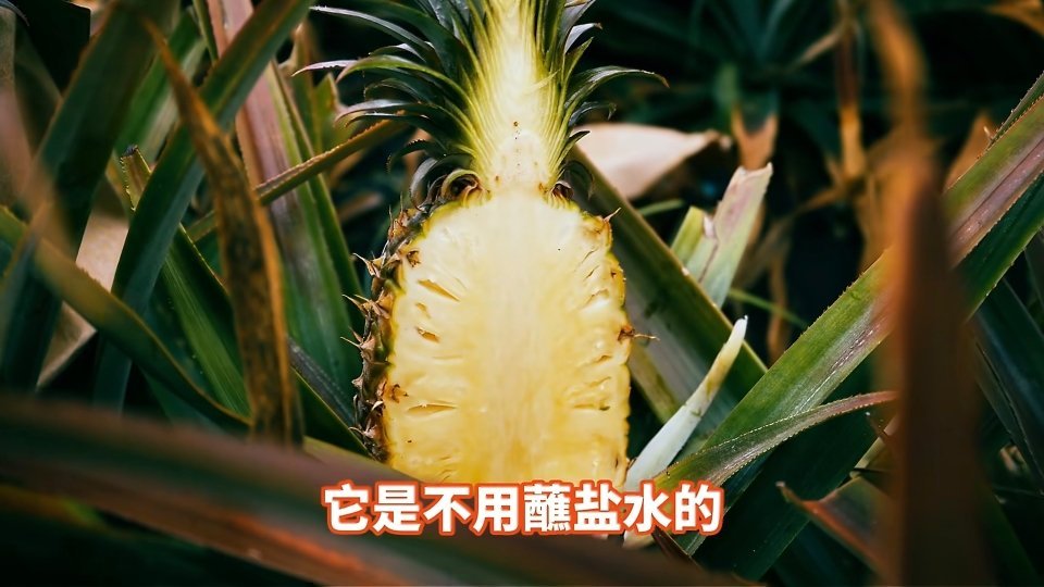 半个中国的人来海南抢凤梨百家媒体来海南抢凤梨 现在买水果就怕踩雷，严格的检测报告