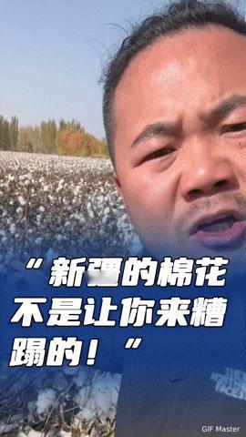 新疆棉花遭游客糟蹋，这一幕怎不让棉农心寒！
 
你能想象吗？新疆棉农数月的心血，