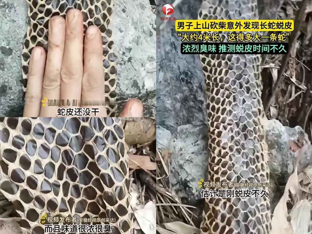 “活久见！”
近日，广西河池，一男子上山砍柴时，突然闻到周围有一股恶臭味

他仔