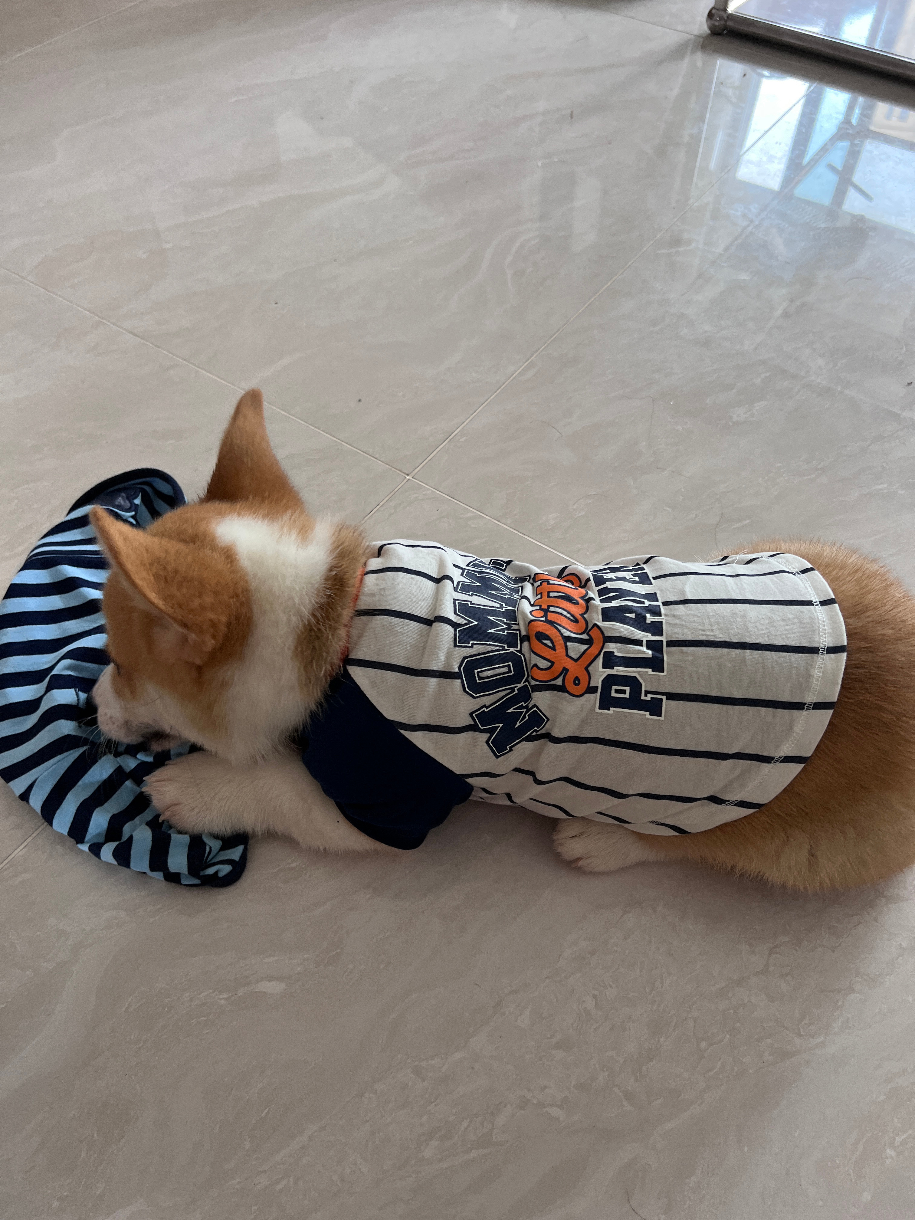 在百度网盘里看薯条小时候的照片真的是我的天使小狗！[泪][泪]来我们家三年了！时