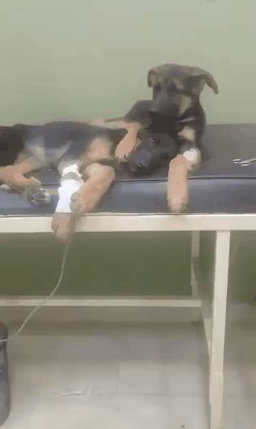 一位兽医给两只小德牧治病的时候拍到了这样一幕：已经差不多痊愈的哥哥温柔地守护和安