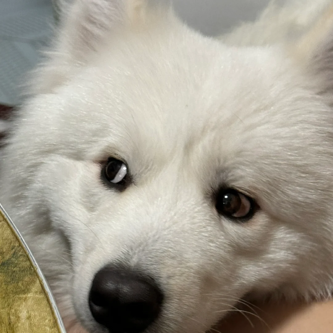 贡献一组耶耶头像🥹