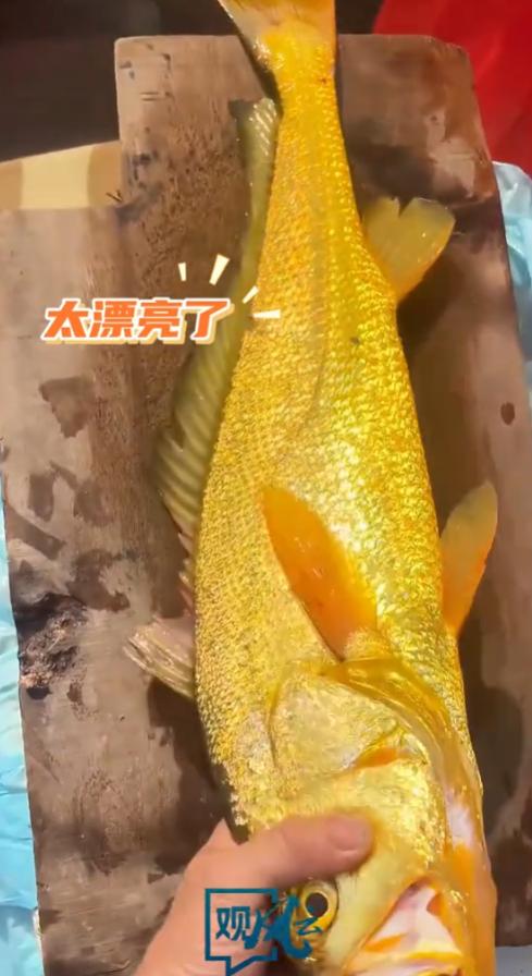 “这简直就是捡钱啊！”2025年8月，福建，一渔民出海捕鱼，竟然捕到一条5.12