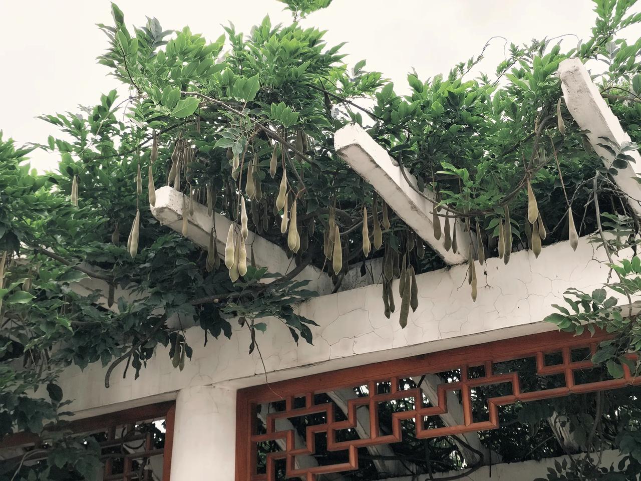 这个结的果实像豆角一样的是什么植物呢？