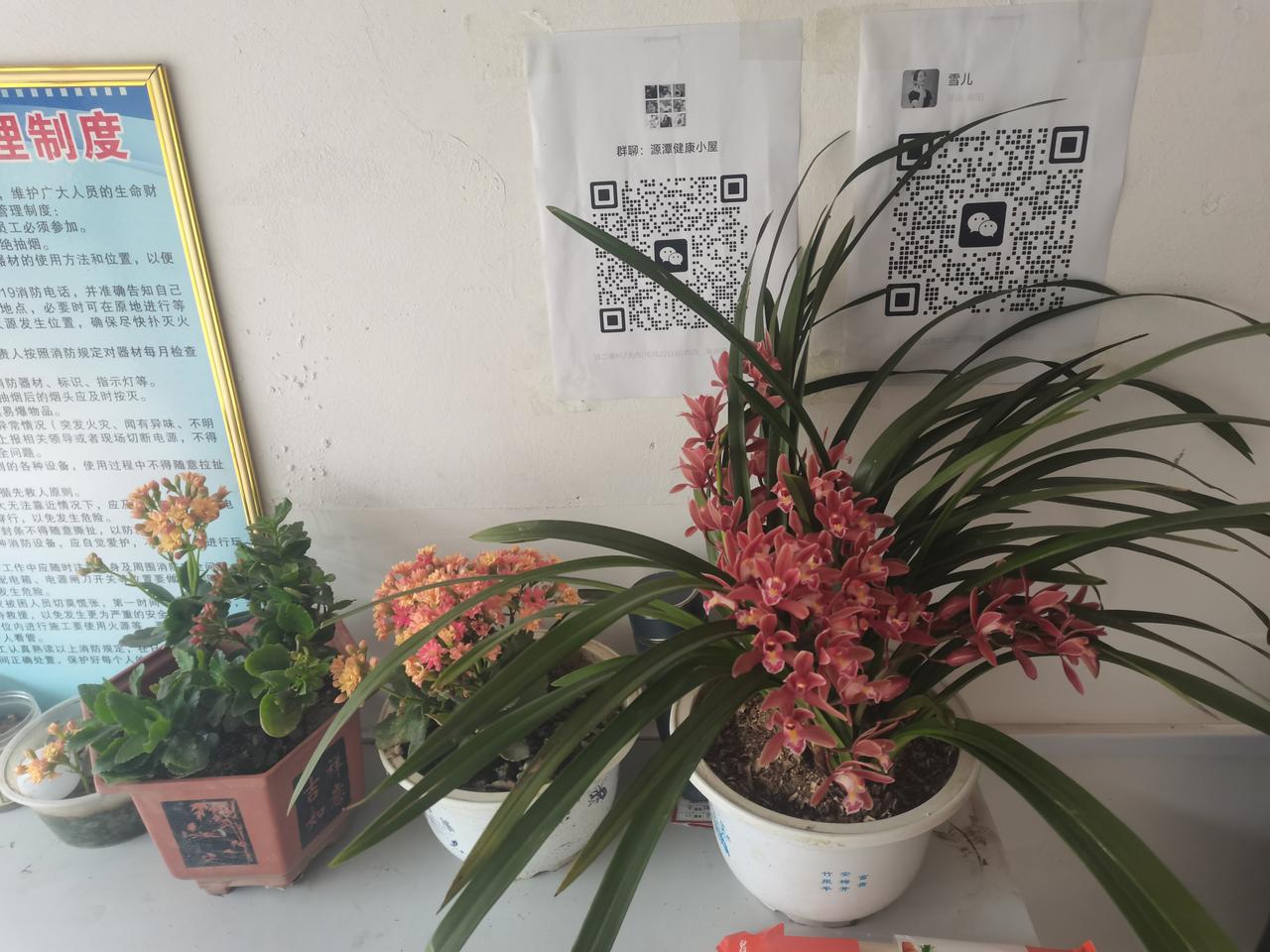 我太难了！
作为一个养花人，看到人家的兰花养得爆盆，而我养一棵挂一棵，只剩下一堆