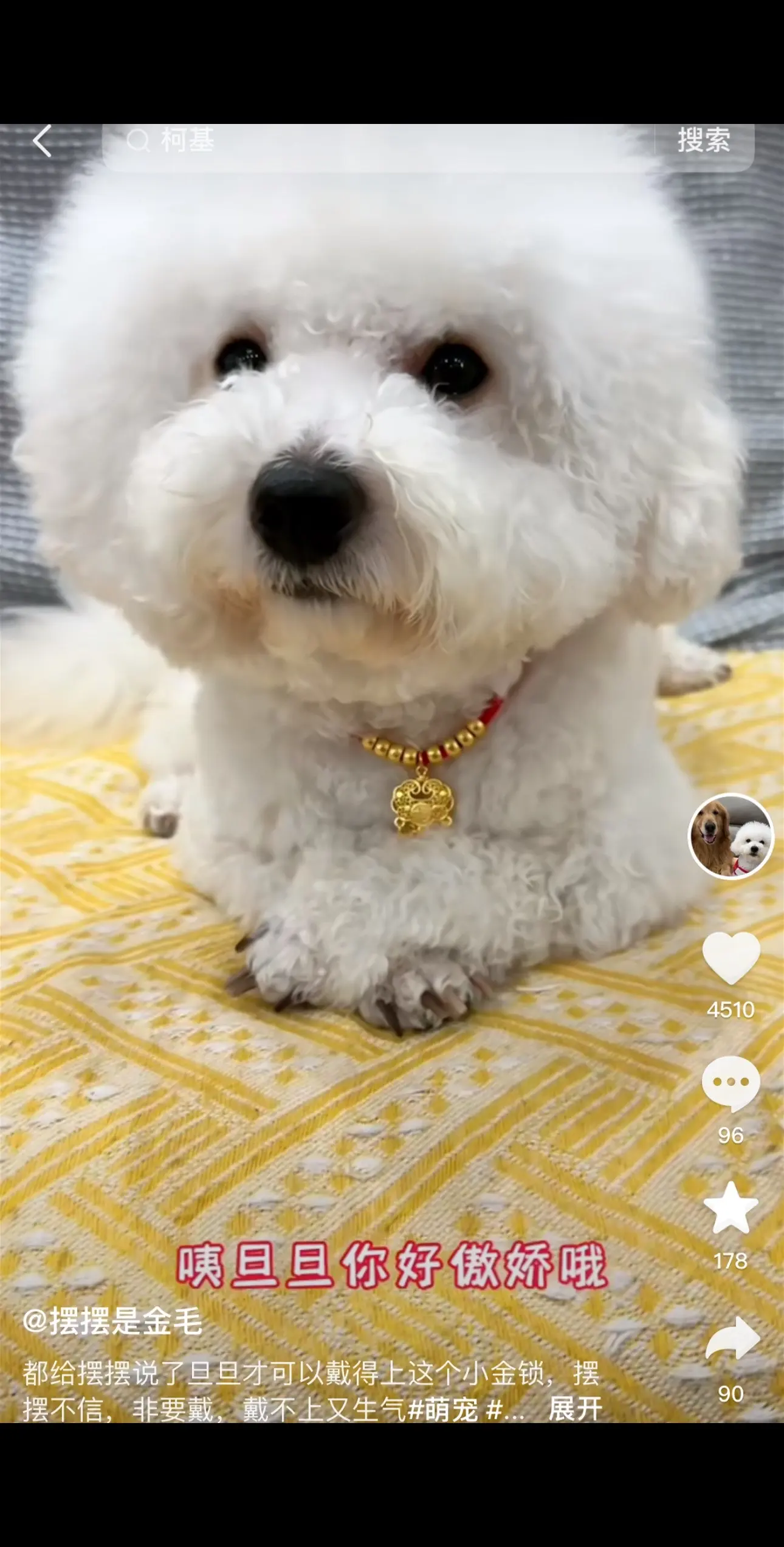 帮忙找狗狗。因为我家里也有一只比熊，经常看旦旦，真的很乖，希望快点找到，第一次发寻狗启示，在重庆有线索的麻烦联系，感谢