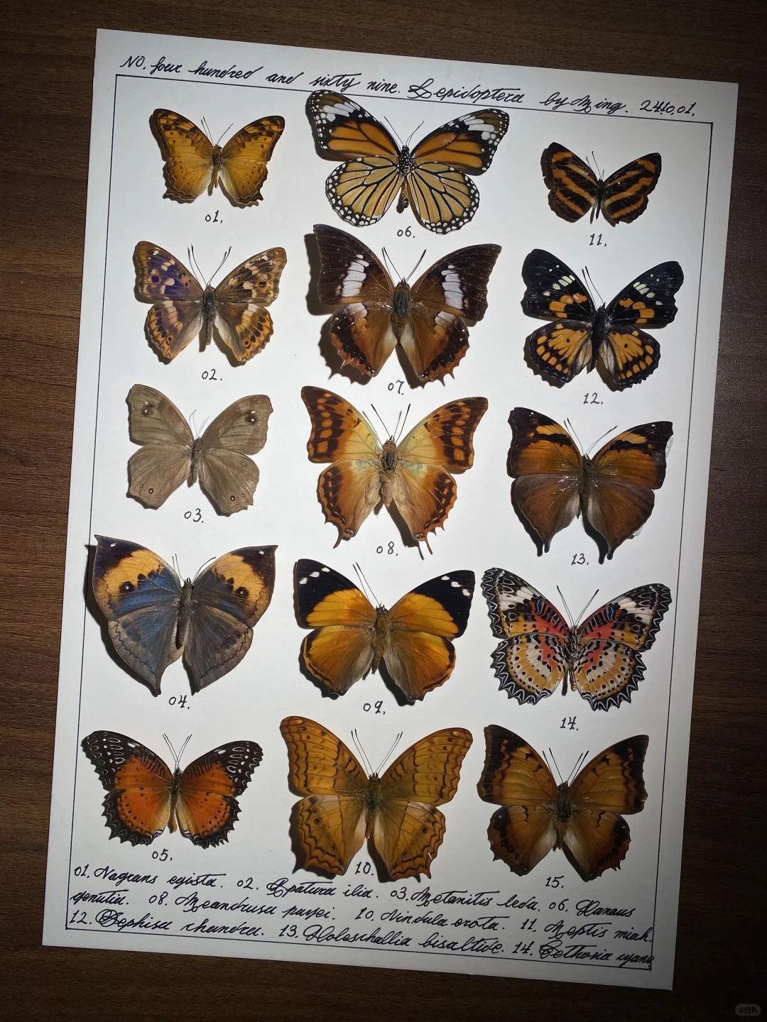 一幅桂花味道的蝴蝶标本作品~