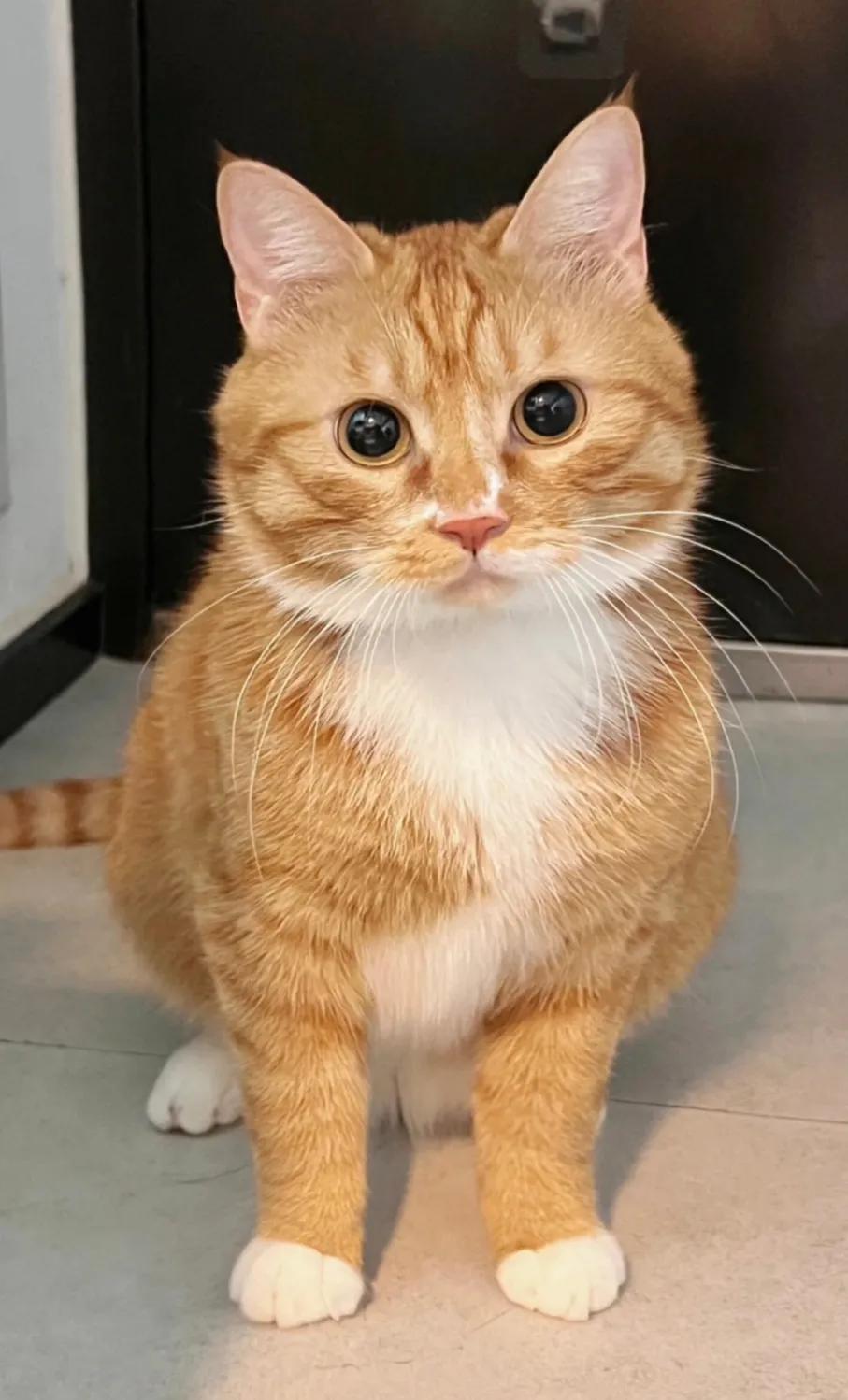 当你准备出门，这时你的小猫会直勾勾的盯着你#陪人的猫咪# #当家里有只猫# #猫