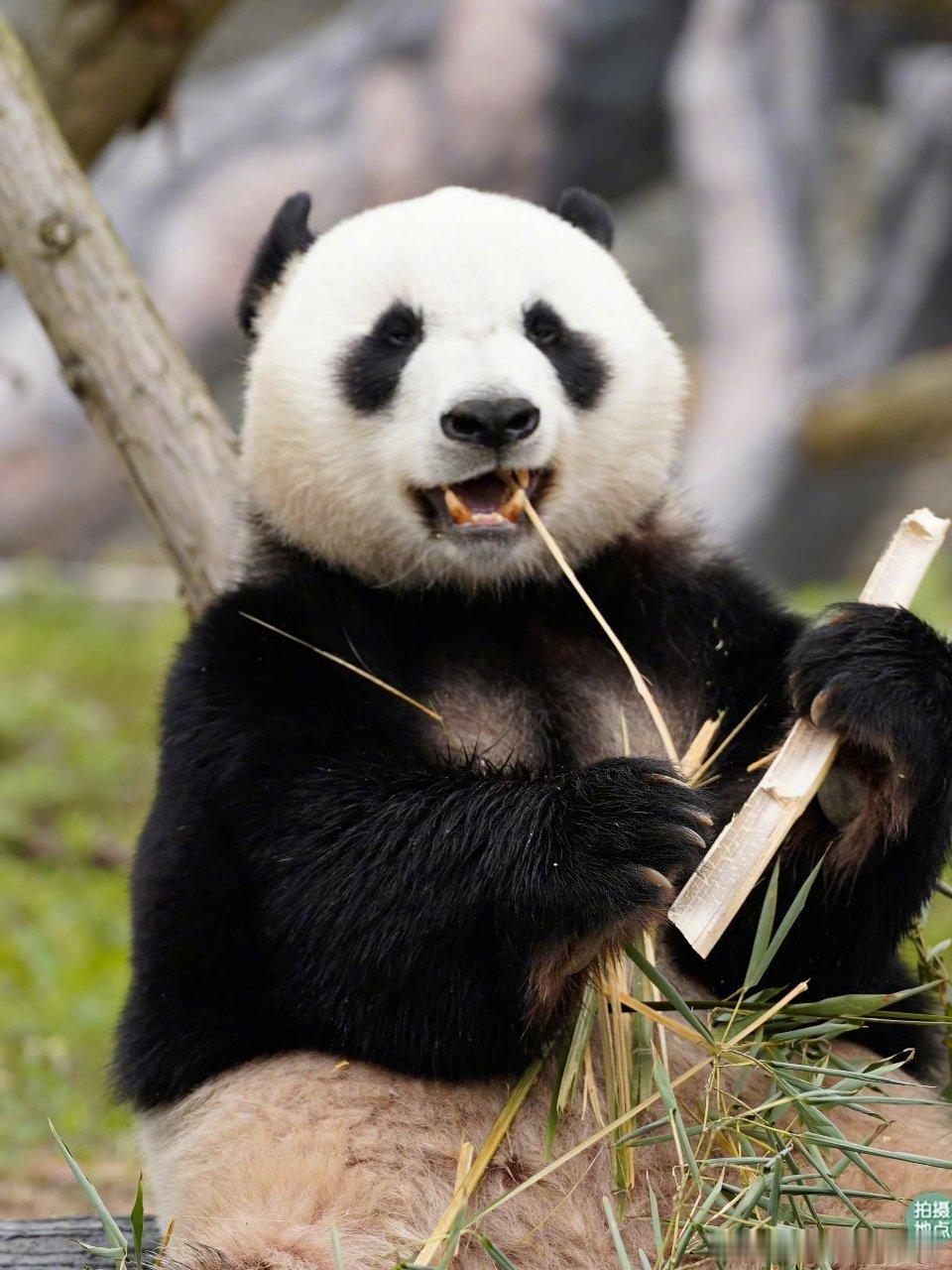 熊猫守护者 谁能拒绝黑白小胖子！笨拙软萌，一举一动都戳中心底柔软。 
