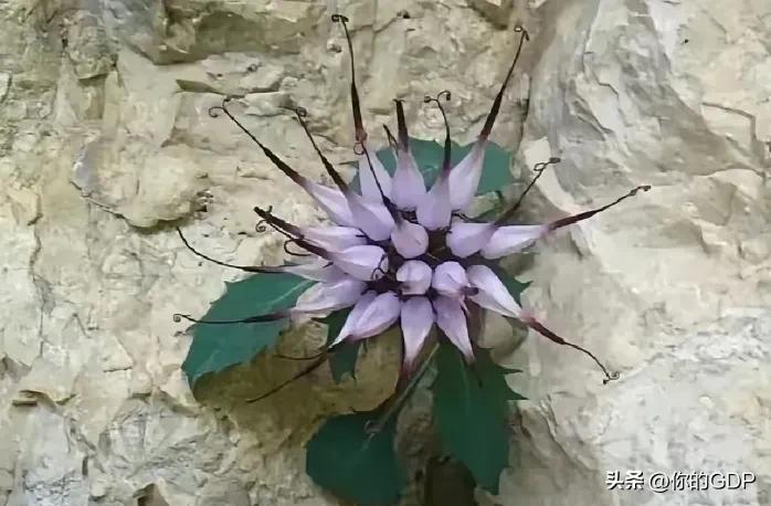 
孤独的石上花