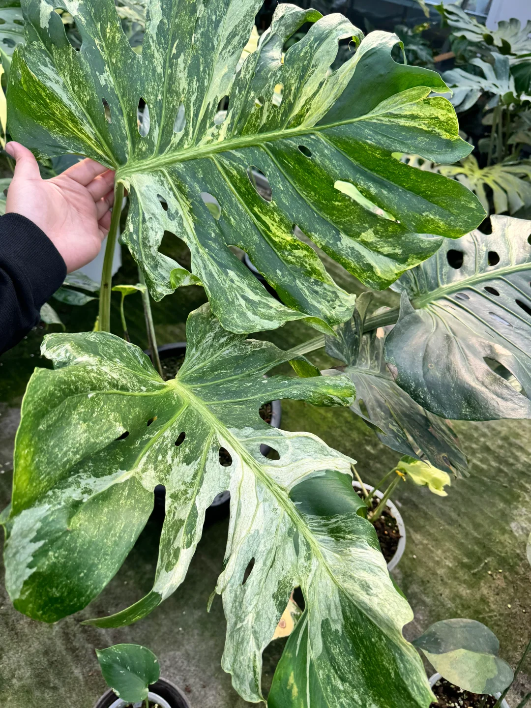 冬日阳光下的短茎龟背竹锦