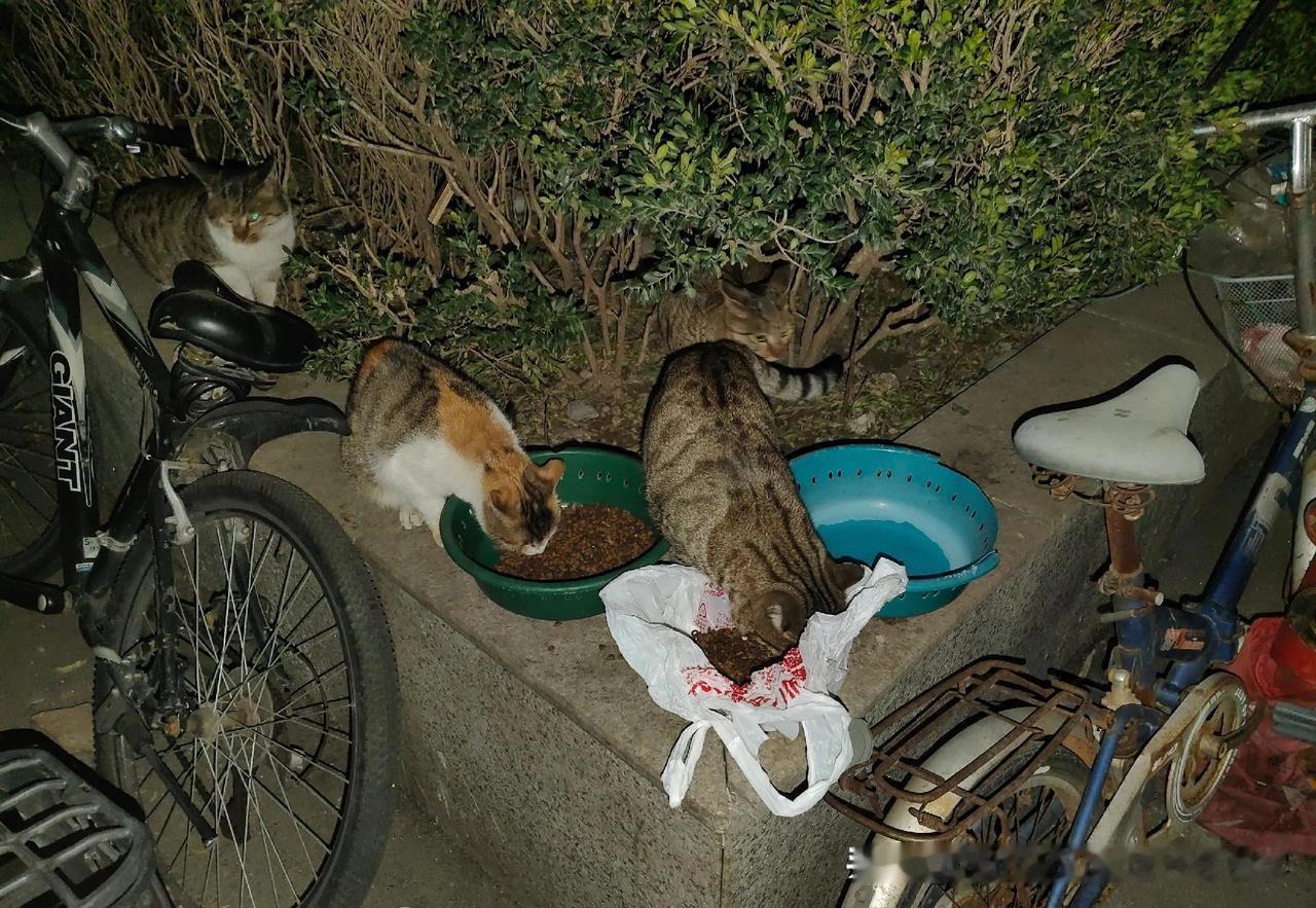 历经几个月，口炎猫咪康复了，观察一个 月了，吃饭没有问题，吃饭也没有嚎叫，可 以