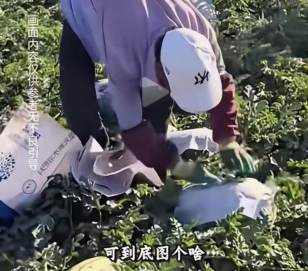 大夏天的西瓜地里为什么给西瓜贴上一张报纸，这是为什么呀？
 
盛夏酷暑，走进露天