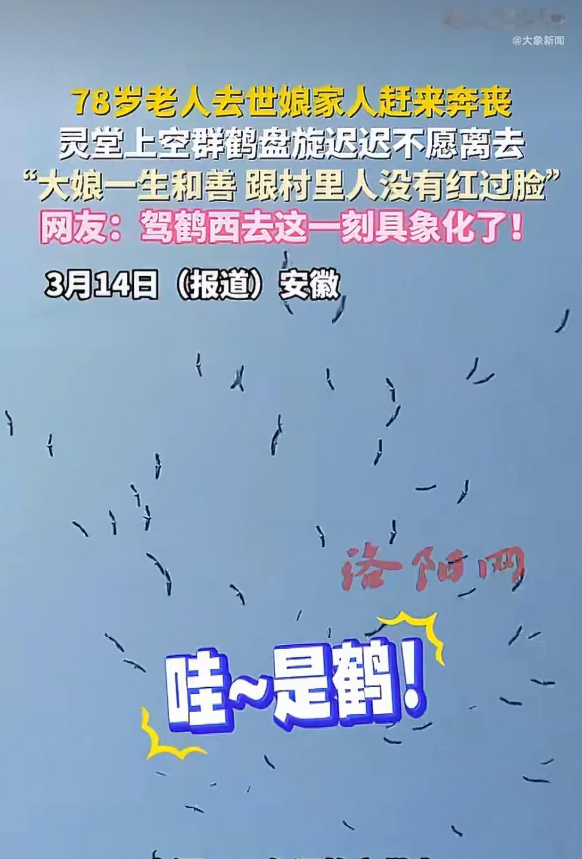 “真是驾鹤西去！”78岁老人刚走，灵堂上空竟然飞来一群仙鹤，盘旋半小时赶都不走！