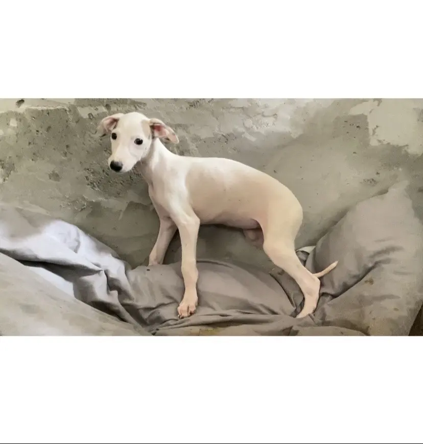 灵缇幼犬 一号母 二号母