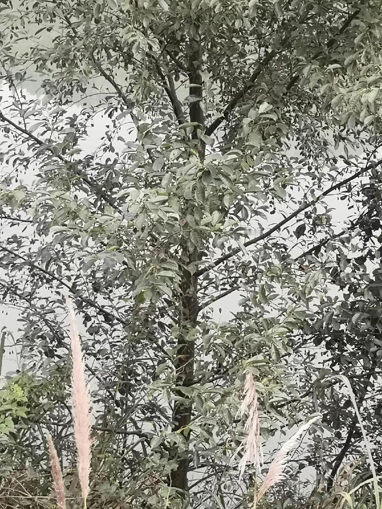 我的乡村生活 农村生活日常 纪录美好生活 记录我的生活 山里的风景