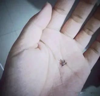 拍蚊
           一
热浪袭来闹哄哄，
树下室内总嘤嘤。
吸血蚊虫人可