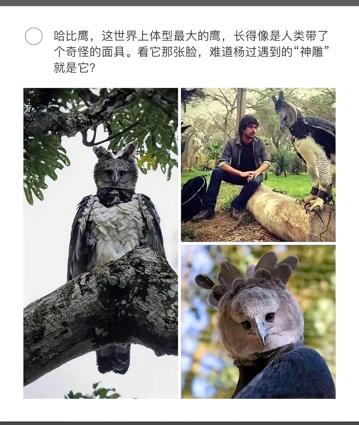 这大鸟像人一样戴面具，真神雕！