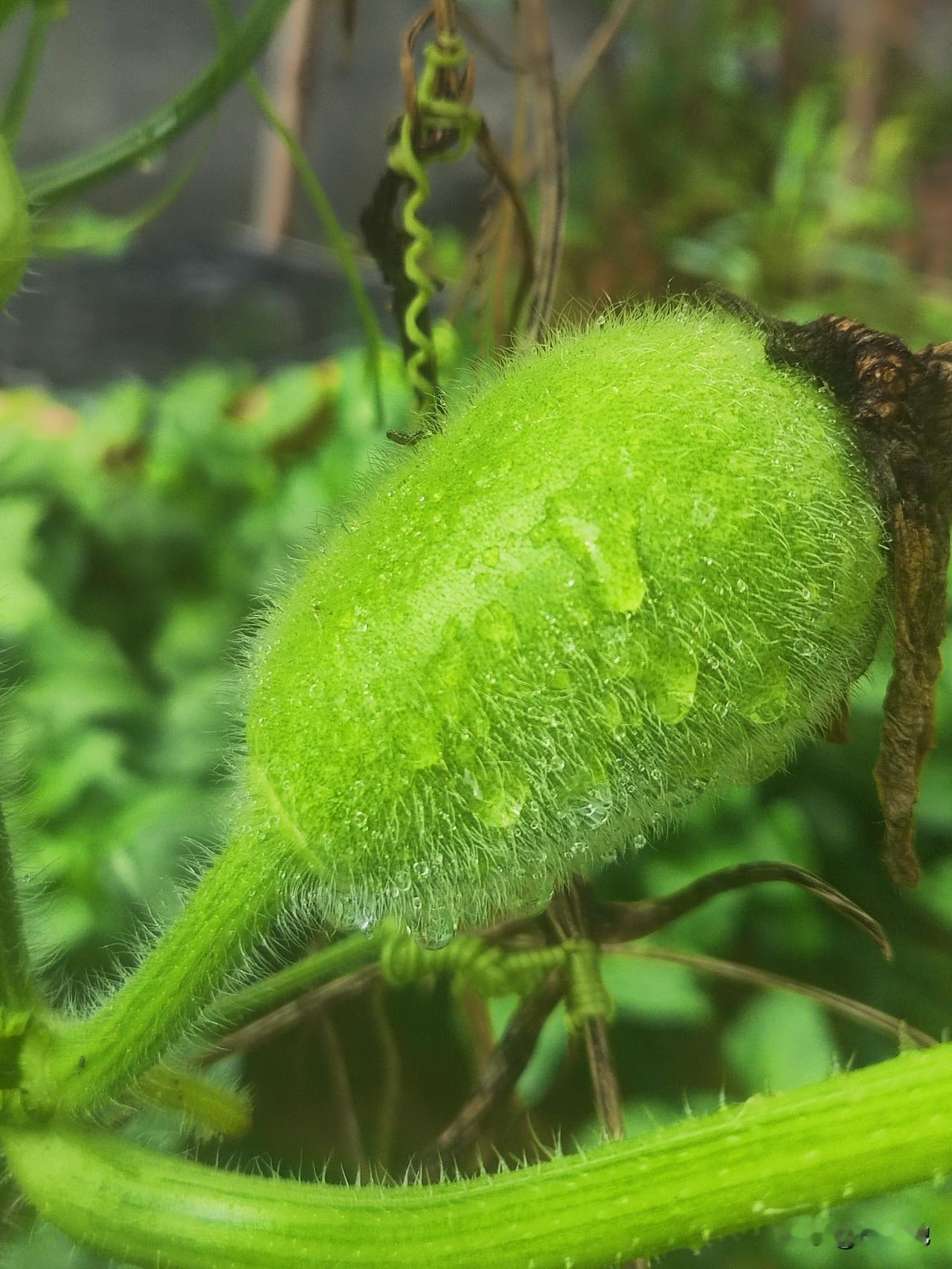 昨天又一场狂风暴雨降临，小菜园丝瓜架，豆角架，黄瓜架全部被狂风吹倒，茄子🍆，辣