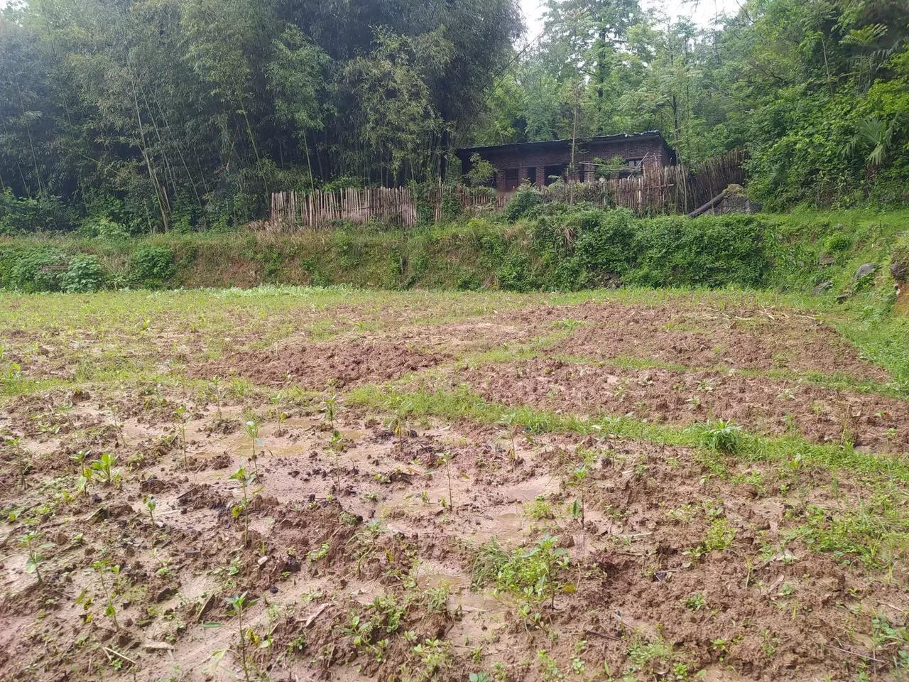 山居有感：缺憾亦是圆满

我已记不清，这场雨下了多久了。大致算算，约莫三四月吧。