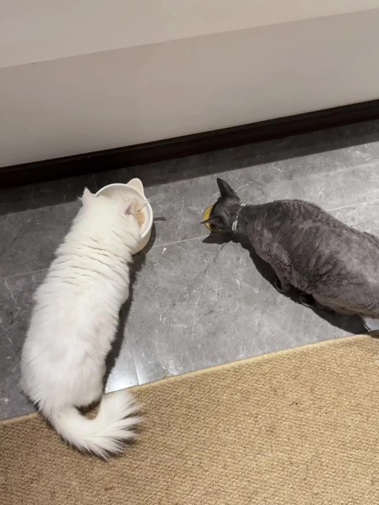 记录猫咪日常 好朋友