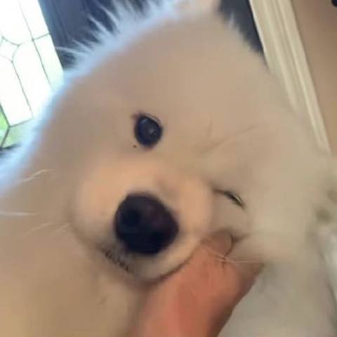 想睡鹅