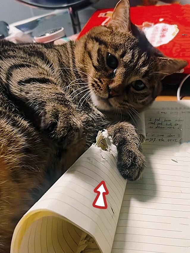我家狸花猫是学习克星吧？
啃烂笔记本还一脸无辜样儿……
 
我家妞妞本来正趴在桌