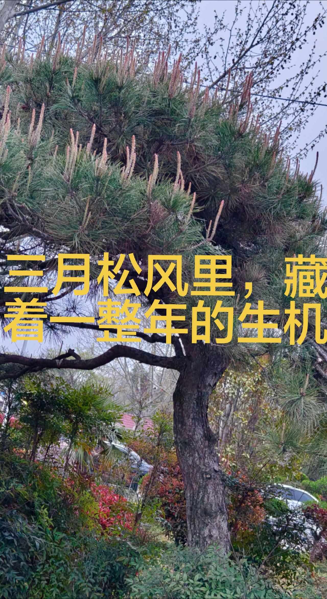 三月的风，还带着些料峭的凉意，却已悄悄唤醒了这棵苍松的生机。
 深褐的老枝盘虬如